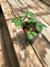 Garden in a Pail- Strawberry