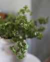 Green Wild Sedum Cluster 22.5"