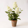 Potted - White Hydrangea (Pk/02)
