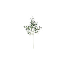  Olive Stem