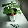 Garden in a Pail- Strawberry