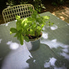 Garden in a Pail-Herbs