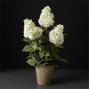 Potted - White Hydrangea (Pk/02)