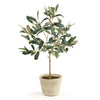 Olive Tree With Fruit In Pot 19.5"