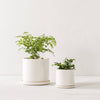 6" Minimal Planter | Glazed