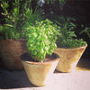 Garden Maker Culinary Herbs
