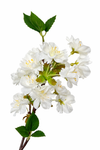 Designer's Pick-Artificial Cherry Blossom Branch: Soft White