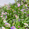 Pollinator Seed Pop : Butterfly
