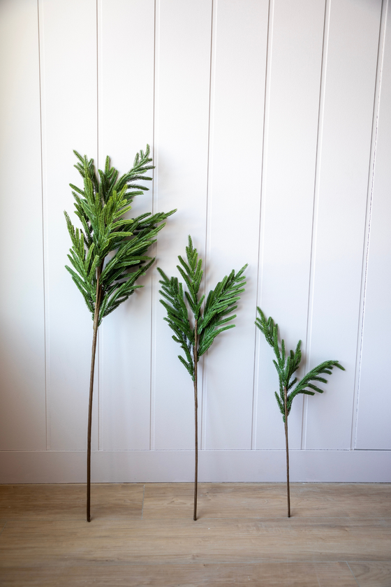 Norfolk Pine Stems