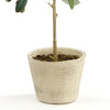Olive Tree With Fruit In Pot 19.5"