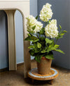 Potted - White Hydrangea (Pk/02)