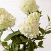 Potted - White Hydrangea (Pk/02)