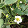 Garden in a Pail- Strawberry