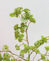 Green Wild Sedum Cluster 22.5"