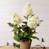 Potted - White Hydrangea (Pk/02)