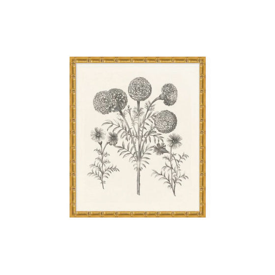 Botanical Illustration 11