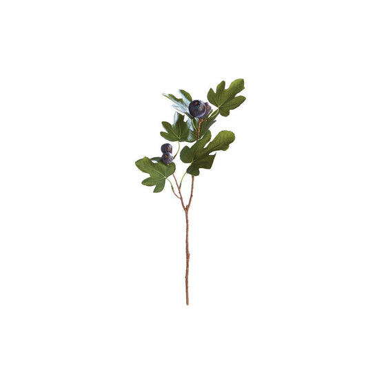 Fig Stem