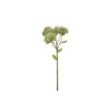  Sedum Stem