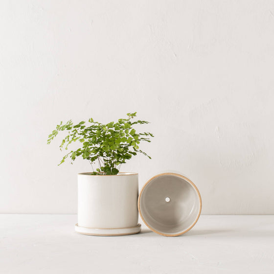 6" Minimal Planter | Glazed