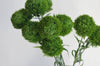 21.5" Realistic Faux Dianthus Green Ball Fresh Green stem: Deep Green