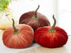 Pumpkin Extra Large Velvet, Fall Accent, Thoughtful Gift: Harvest