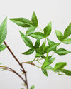 Artificial Tender Leaves 48"