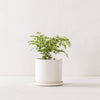 6" Minimal Planter | Glazed