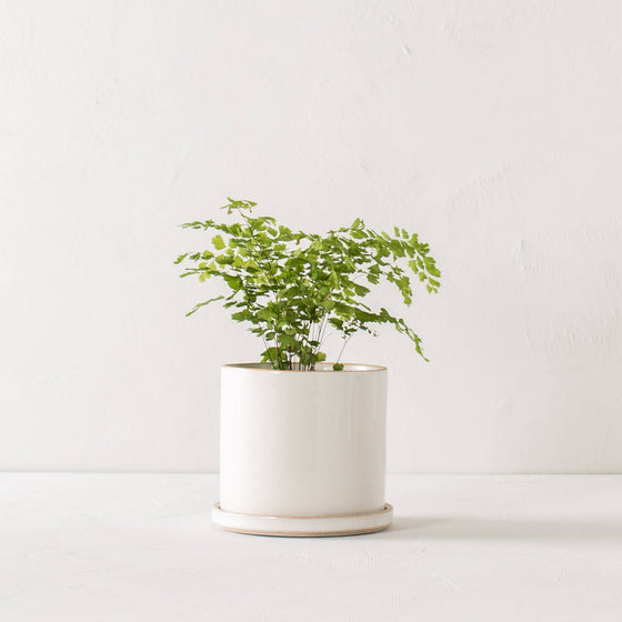 6" Minimal Planter | Glazed