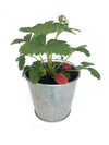 Garden in a Pail- Strawberry