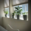 Garden in a Pail-Herbs