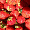 Garden in a Pail- Strawberry