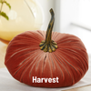 Pumpkin Extra Large Velvet, Fall Accent, Thoughtful Gift: Bronze