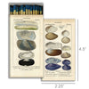 Seashell Specimen Matches