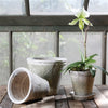Whitestone Terracotta Tomato Pot