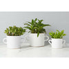 Olive Jar Planter - Bungalow 56